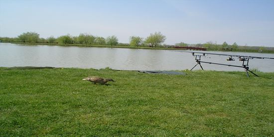 Balta Verba Tanya - Ungaria, STRĂINĂTATE